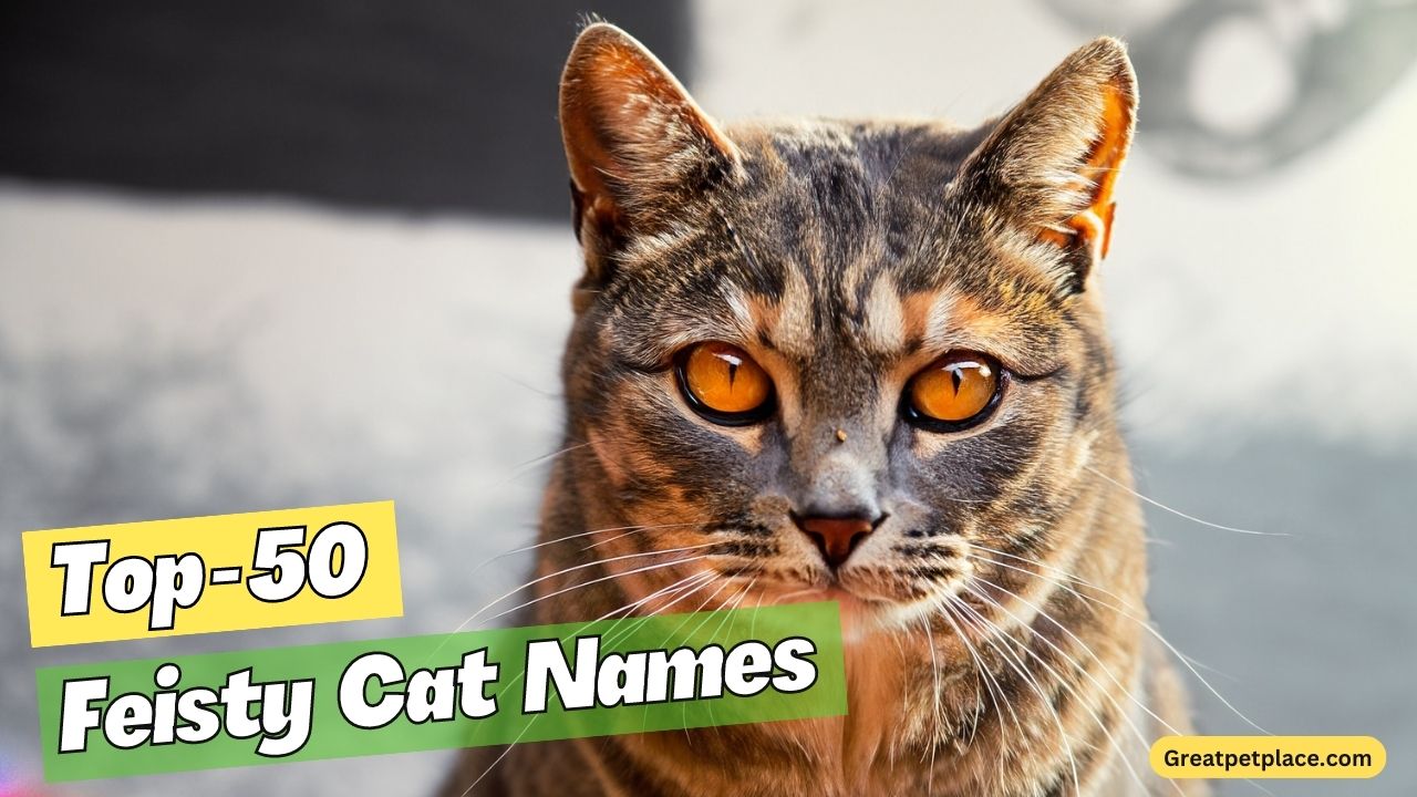 Feisty Cat Names – The Top 50+ List!