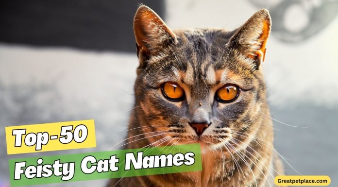 Feisty-Cat-Names-–-The-Top-50-List