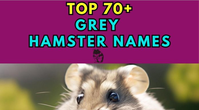 Grey-Hamster-Names