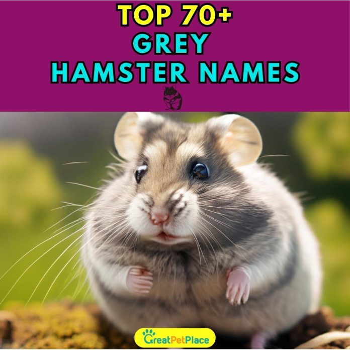 Grey-Hamster-Names