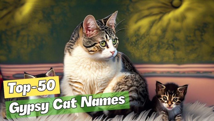 Gypsy-Cat-Names-–-Our-Top-50-Picks