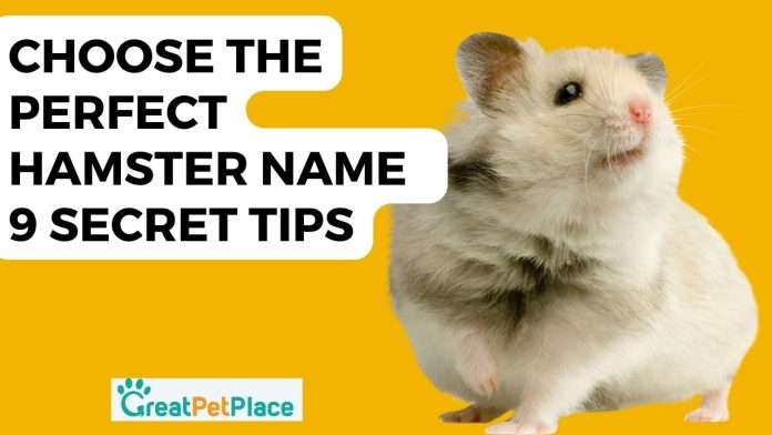 How-to-Choose-the-Perfect-Hamster-Name