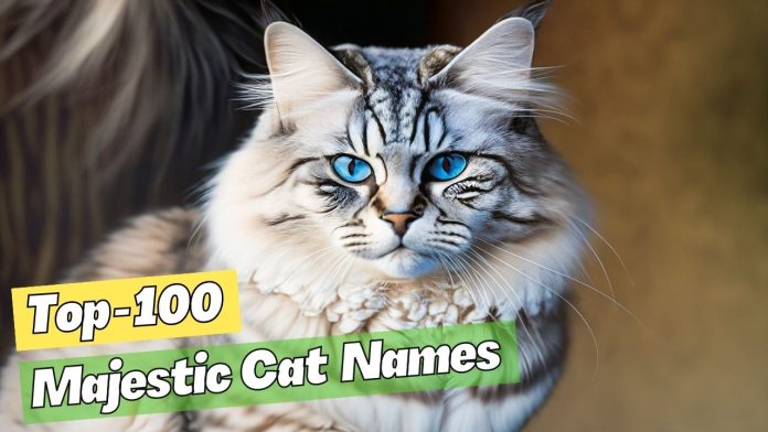 Majestic-Cat-Names-–-Our-Top-100-Picks