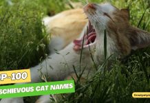 Mischievous-Cat-Names-–-Our-Top-100-Picks