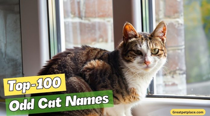 Odd-Cat-Names-Our-Top-100-Picks