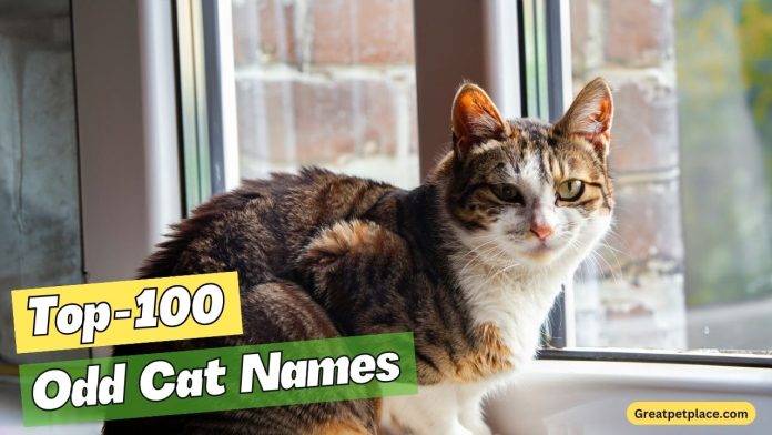 Odd-Cat-Names-Our-Top-100-Picks