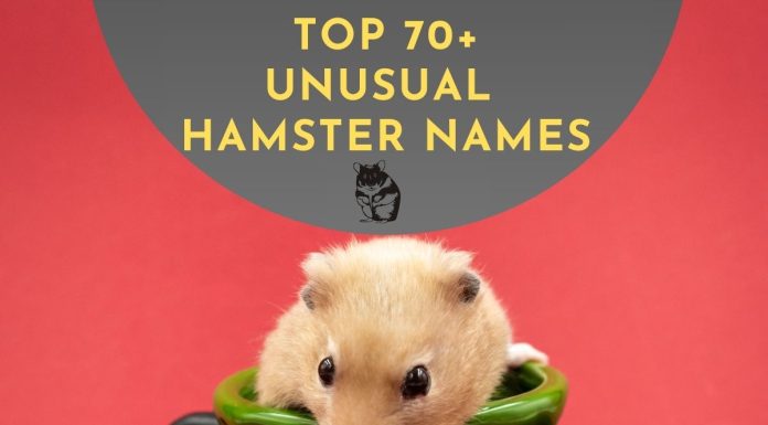 Unusual Hamster Names