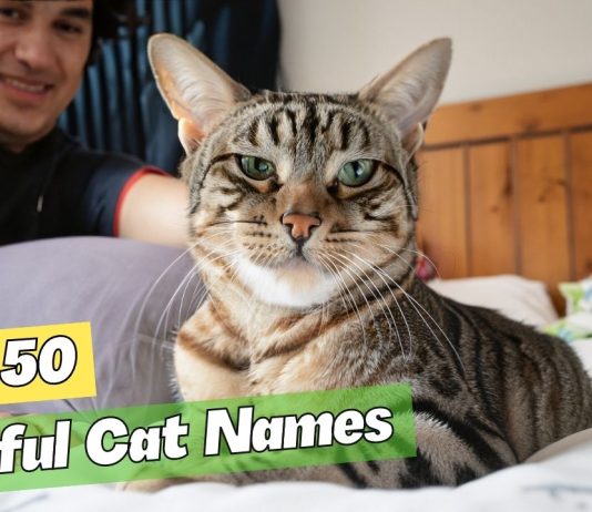 Playful-Cat-Names-Your-Energetic-Feline-Friend