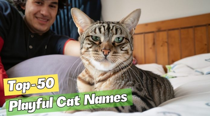 Playful-Cat-Names-Your-Energetic-Feline-Friend