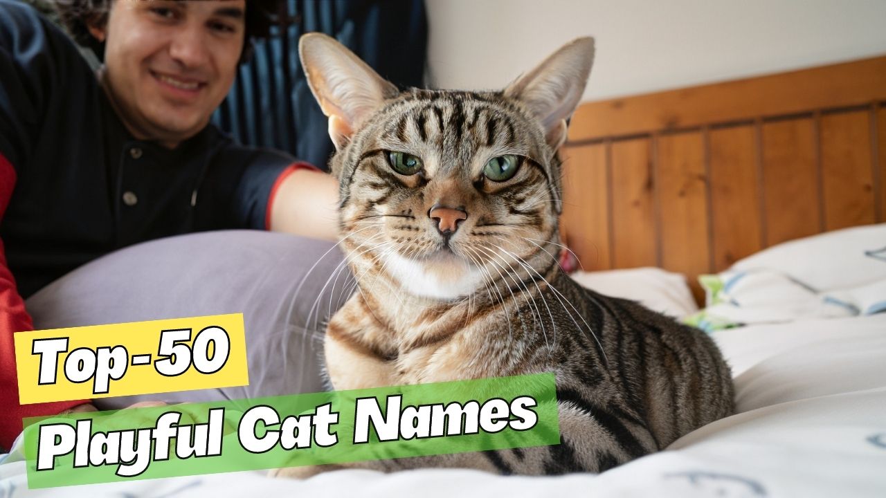 50+ Playful Cat Names - Your Energetic Feline Friend