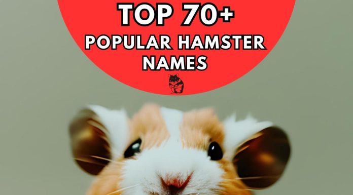 Popular-Hamster-Names