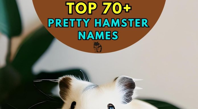 Pretty-Hamster-Names