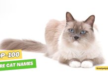 Rare-Cat-Names-–-Our-Top-100-Picks