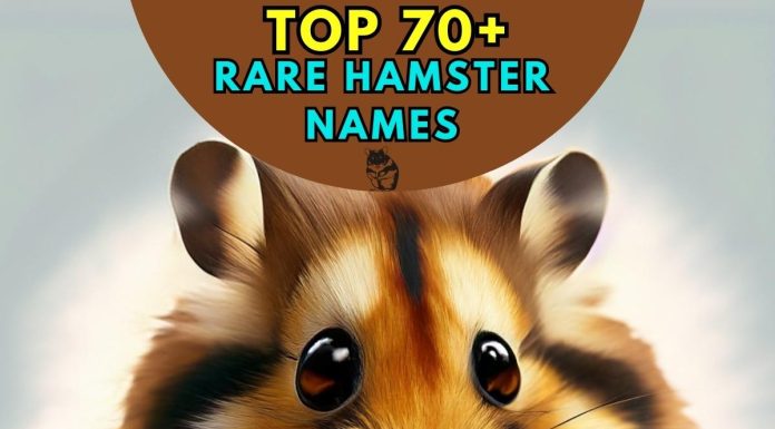 Rare-Hamster-Names