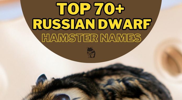Russian-Dwarf-Hamster-Names