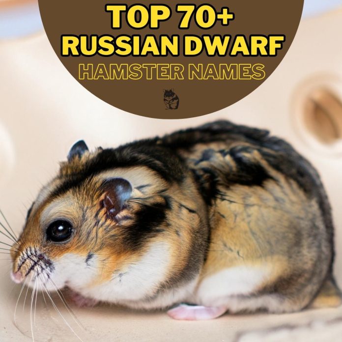 Russian-Dwarf-Hamster-Names