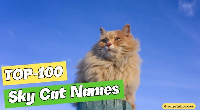 Shy-Cat-Names-–-Our-Top-100-Favorites