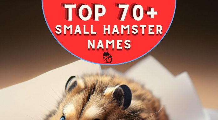 Small-Hamster-Names
