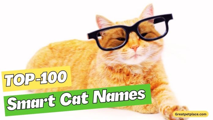 Smart-Cat-Names-–-Our-Top-100-Favorites