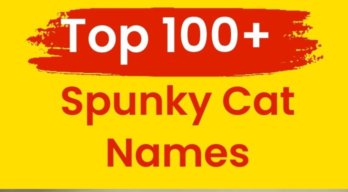 Spunky-Cat-Names-Our-Top-100-Favorites