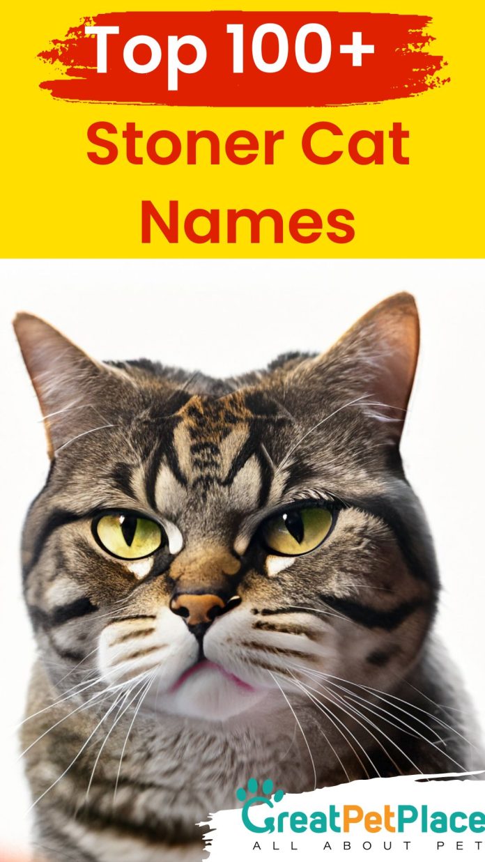 Stoner-Cat-Names-Our-Top-100-Favorites
