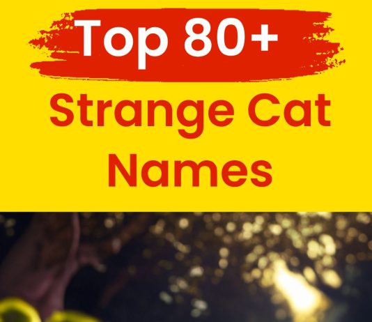 Strange-Cat-Names