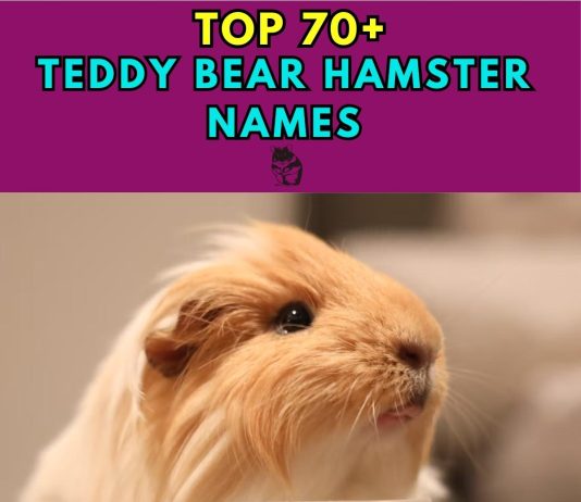 Teddy-Bear-Hamster-Names