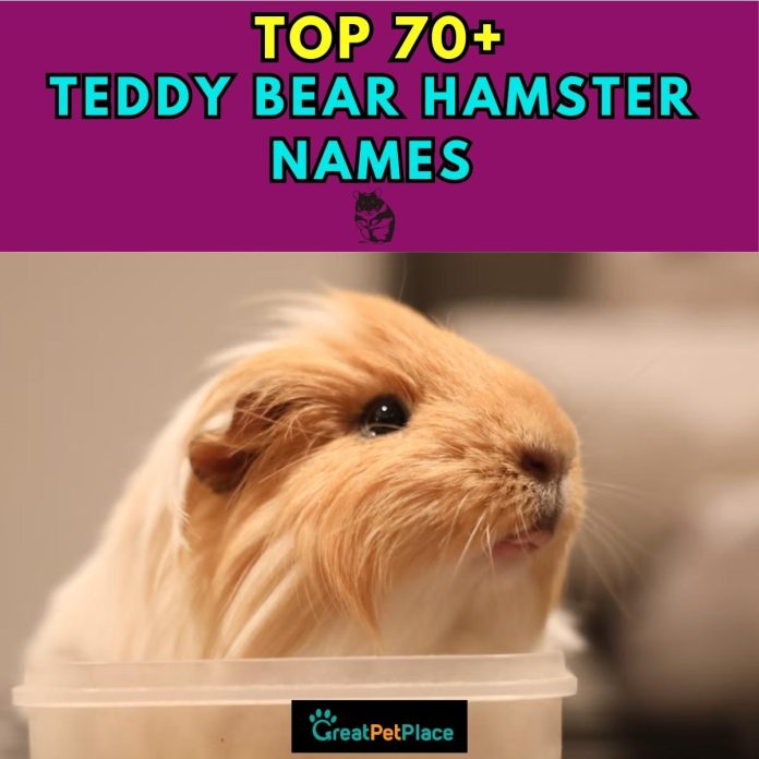 Teddy-Bear-Hamster-Names