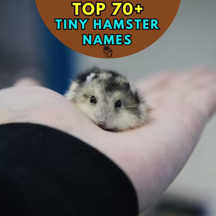 Tiny-Hamster-Names