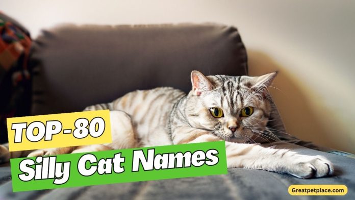 Top-80-Silly-Cat-Names