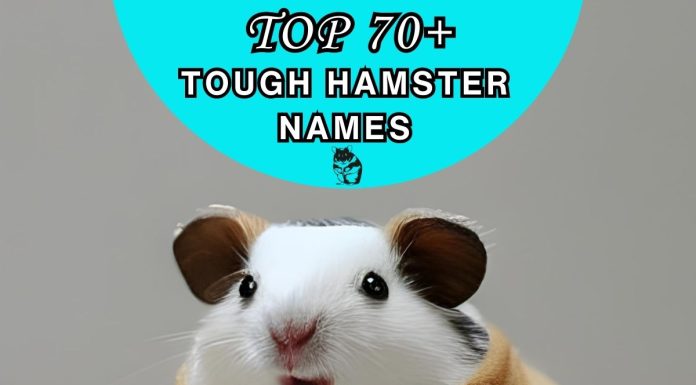 Tough-Hamster-Names