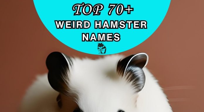 Weird-Hamster-Names