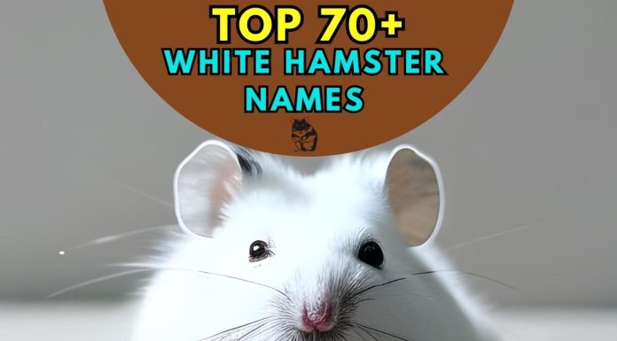 White-Hamster-Names
