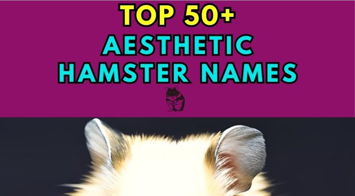Aesthetic-Hamster-Names-–-Our-Top-70-Picks.jpg