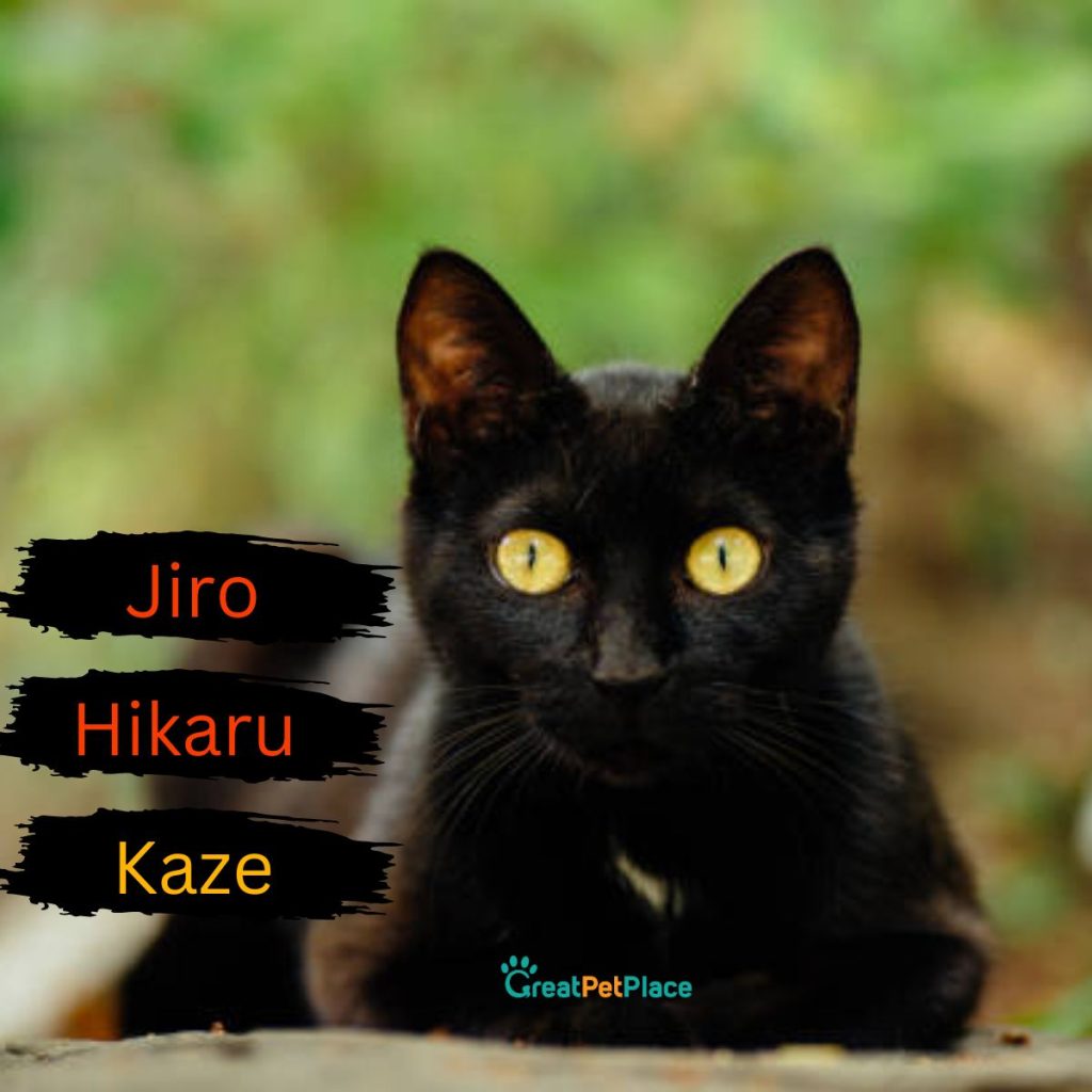 Asian-Black-Cat-Names-Cool