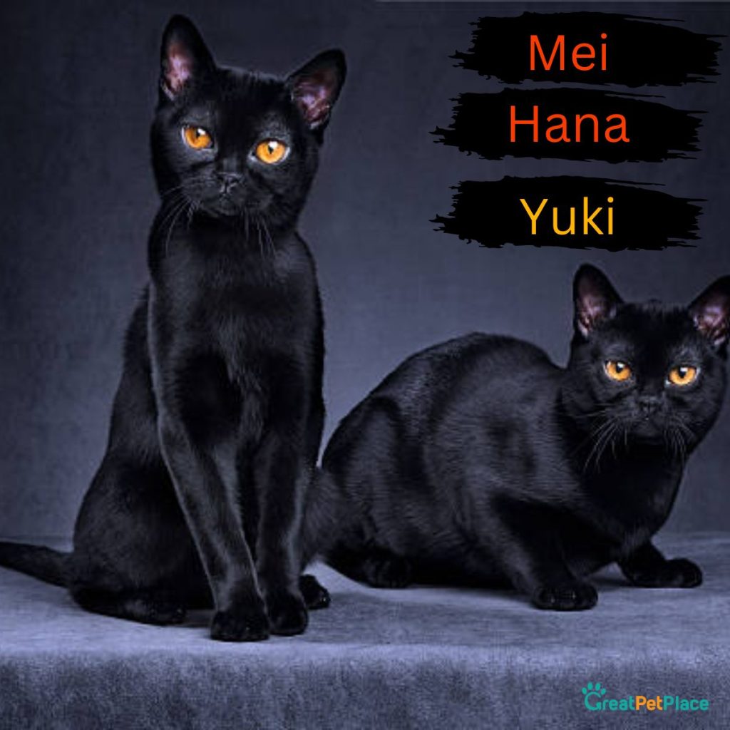 Asian-Black-Cat-Names-Female