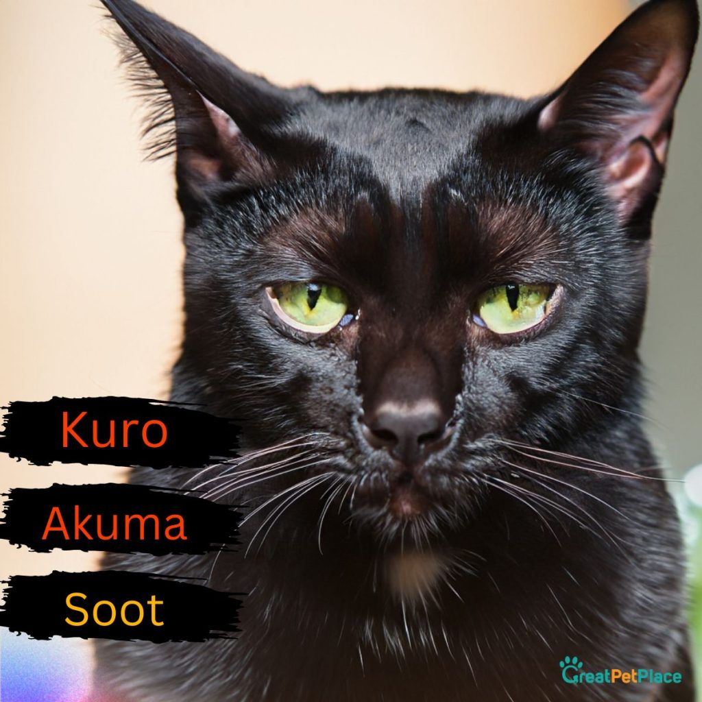 Asian-Black-Cat-Names-Male-1