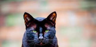 Asian-Black-Cat-Names-With-Meaning-–-The-Top-70-List-1