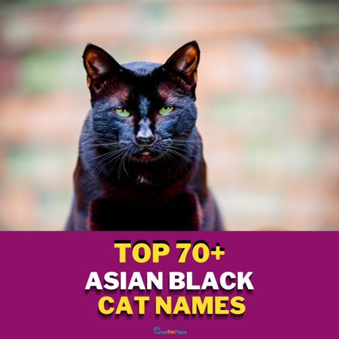 Asian-Black-Cat-Names-With-Meaning-–-The-Top-70-List-1