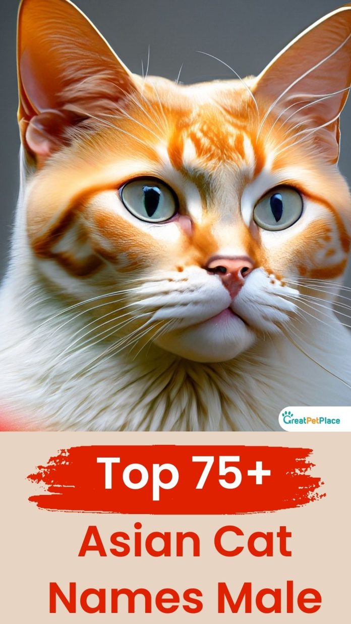 Asian-Cat-Names-Male-With-Meaning-A-Top-75-List