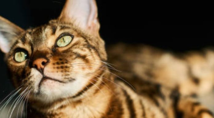 Asian-Leopard-Cat-Names-With-Meaning-–-The-Top-75-List