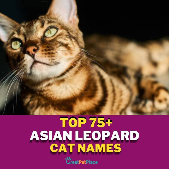 Asian-Leopard-Cat-Names-With-Meaning-–-The-Top-75-List