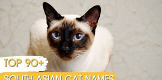Asian-Siamese-Cat-Names-With-Meaning-–-The-Top-90-List-1