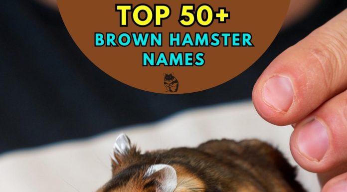 Brown Hamster Names – Our Top 50+ Picks!.jpg