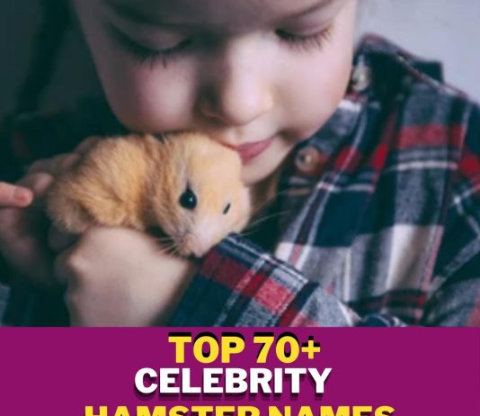 Celebrity-Hamster-Names-With-Meaning-–-Our-Top-70-Picks.jpg