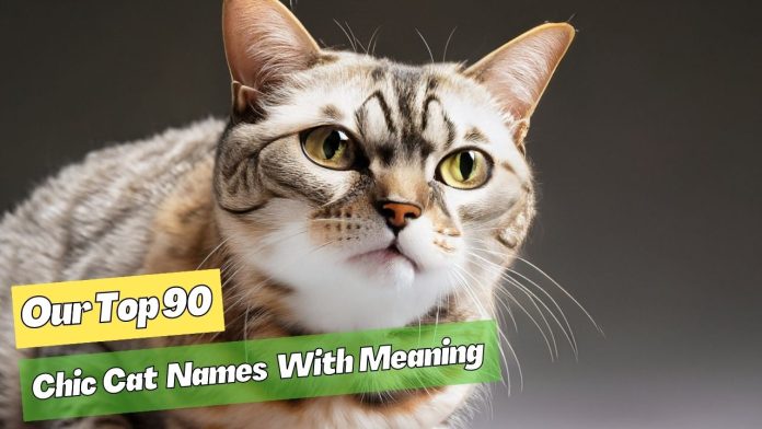 Chic-Cat-Names-With-Meaning-Our-Top-90-Picks