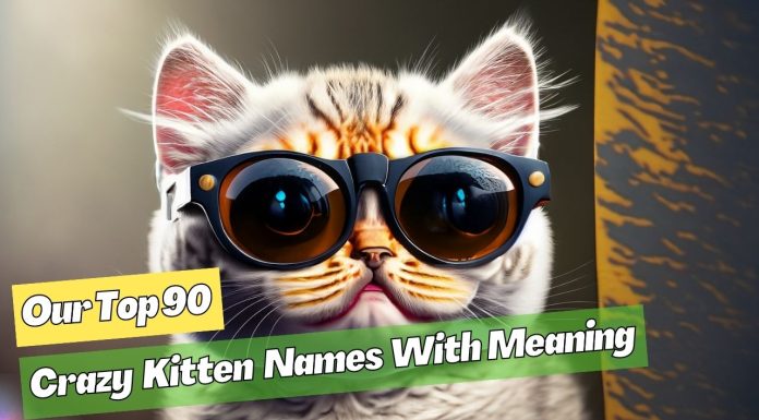 Crazy-Kitten-Names-With-Meaning-Our-Top-90-Picks-