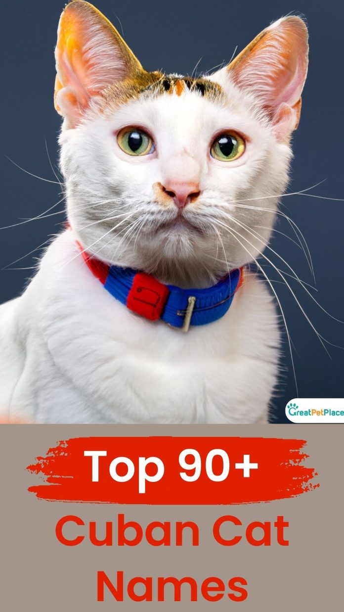 Cuban-Cat-Names-With-Meaning-Our-Top-90-Picks