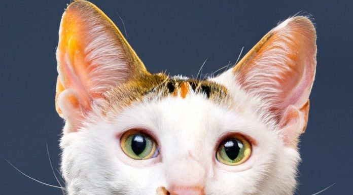 Cuban-Cat-Names-With-Meaning-Our-Top-90-Picks