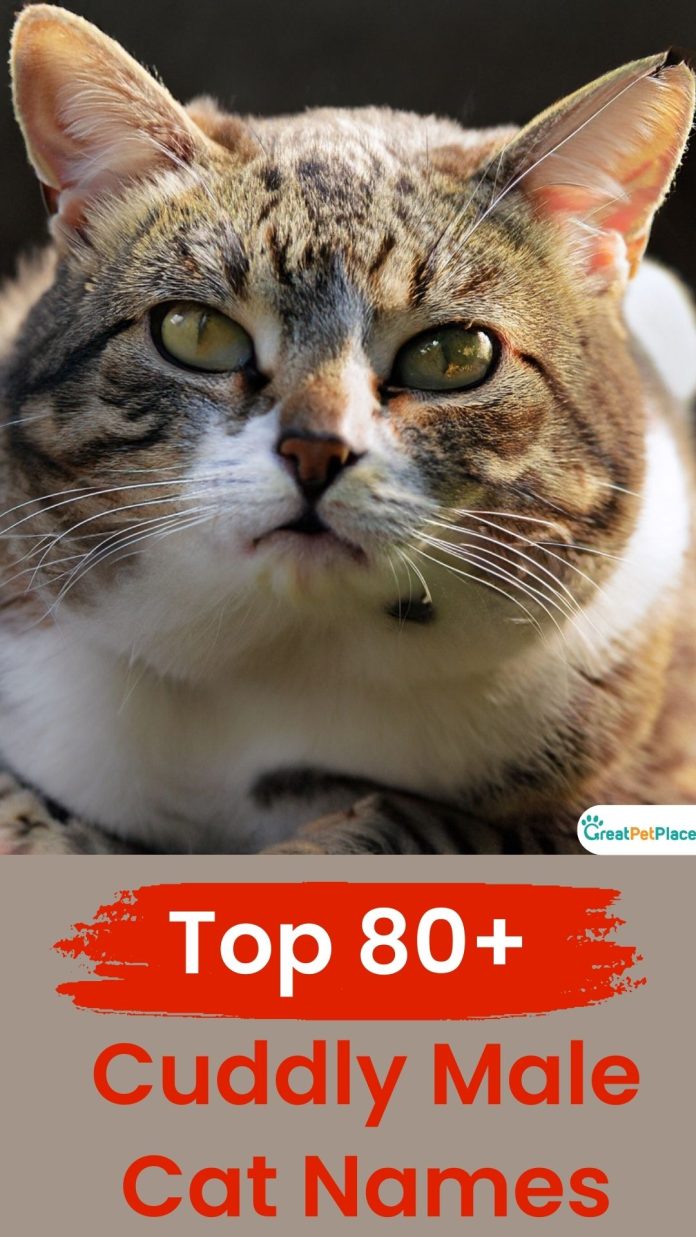 Cuddly-Male-Cat-Names-Our-Top-80-Favorites